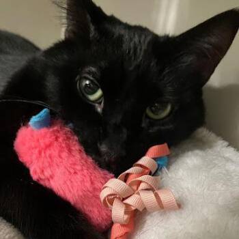 Domestic Short Hair Cats Available for Adoption - Verbal | PetCurious