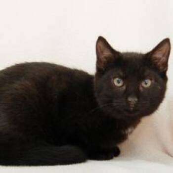 Domestic Short Hair Cats Available for Adoption in Calverton, New York - Sanders | PetCurious
