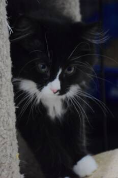 Felix -  Domestic Medium Hair Cat for Adoption in Claresholm, Alberta - Felix | PetCurious