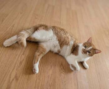 Sarah -  Domestic Short Hair Cat for Adoption in Adrian, Michigan - Sarah | PetCurious