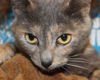 Rescue Dilute Tortoiseshell Cats for Adoption in Jeffersontown, Kentucky - Rosie | PetCurious