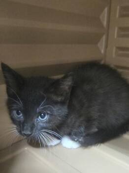 Funyun -  Domestic Short Hair Cat Available for Adoption in Savannah, Georgia - Funyun | PetCurious