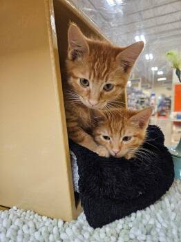 Domestic Short Hair Cats Available for Adoption in Port Barrington, Illinois - Dieter (bonded With Duncan) | PetCurious