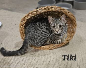 Tiki -  Domestic Short Hair Cat for Adoption in Fountain Hill, Pennsylvania - Tiki | PetCurious