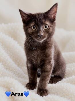 Ares -  Domestic Short Hair Cat for Adoption in Copley, Ohio - Ares | PetCurious