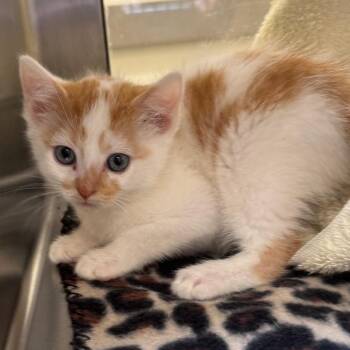 Teef -  Domestic Short Hair Cat for Adoption in York, Pennsylvania - Teef | PetCurious