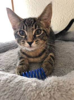 Rescue Domestic Short Hair Cats for Adoption in Battle Ground, Washington - Viper (Blue) | PetCurious