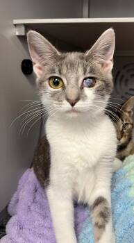 Muncho -  Domestic Short Hair Cat for Adoption in Moundsville, West Virginia - Muncho | PetCurious