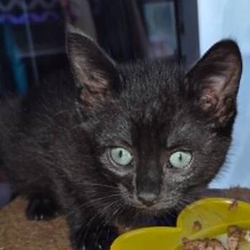 Elvira -  Domestic Short Hair Cat for Adoption in Prairie Du Chien, Wisconsin - Elvira | PetCurious