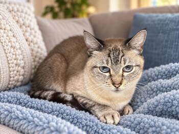 Sadie -  Domestic Short Hair and Siamese Cat for Adoption in Sebastian, Florida - Sadie | PetCurious