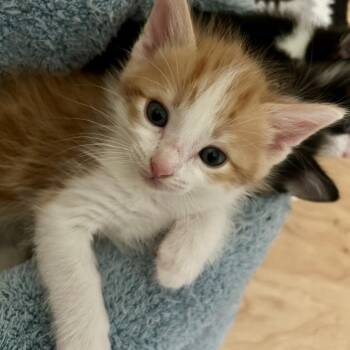 Domestic Short Hair Cats Available for Adoption in Huntsville, Alabama - Saffron | PetCurious