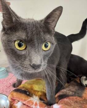 Darby -  Domestic Short Hair Cat for Adoption in Erin, Ontario - Darby | PetCurious