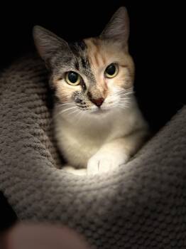 Dolly Jolene -  Calico Cat for Adoption in West Hollywood, California - Dolly Jolene | PetCurious
