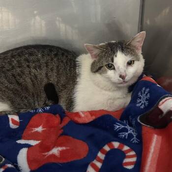 Domestic Short Hair Cats Available for Adoption - Old Fashioned | PetCurious