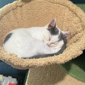 Skoozy -  Domestic Short Hair Cat for Adoption in Leitchfield, Kentucky - Skoozy | PetCurious