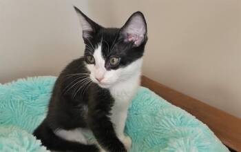 Domestic Short Hair Cats Available for Adoption in Fort Lauderdale, Florida - BANDIT | PetCurious