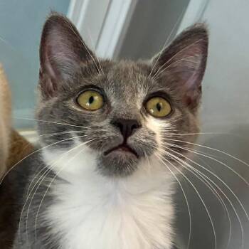 Belle -  Domestic Short Hair Cat for Adoption in Richland, Michigan - Belle | PetCurious