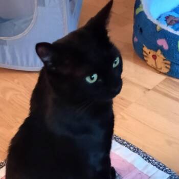 Darkness -  Domestic Short Hair Cat for Adoption in Bedford, New Hampshire - Darkness | PetCurious
