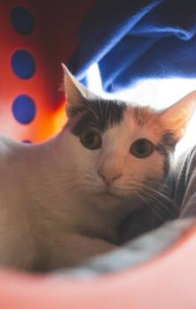 Rescue American Shorthair Cats for Adoption in Encinitas, California - Angel | PetCurious