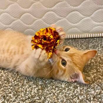 Pluto -  Domestic Short Hair Cat for Adoption in La Grange, Kentucky - Pluto | PetCurious