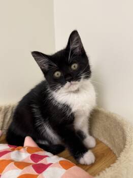 Pennywise -  Domestic Short Hair Cat for Adoption in Syosset, New York - Pennywise | PetCurious