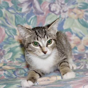 Rob -  Domestic Short Hair Cat for Adoption in Midland, Texas - Rob | PetCurious