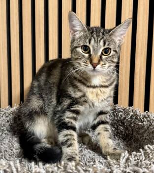 Linnea -  Domestic Short Hair and Tabby Cat for Adoption in Red Bank, New Jersey - Linnea | PetCurious