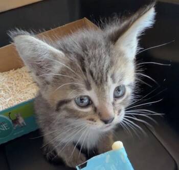 Domestic Short Hair Cats Available for Adoption in The Woodlands, Texas - Otto | PetCurious