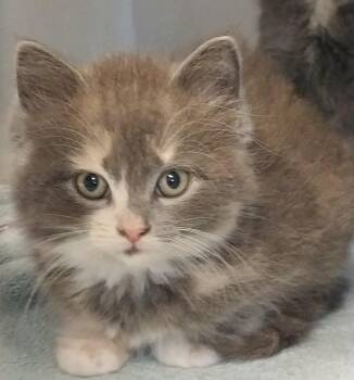 Gwen -  Dilute Tortoiseshell Cat for Adoption in Washburn, Wisconsin - Gwen | PetCurious