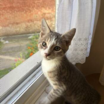 Louie -  Domestic Short Hair Cat for Adoption in Pittsburgh, Pennsylvania - Louie | PetCurious
