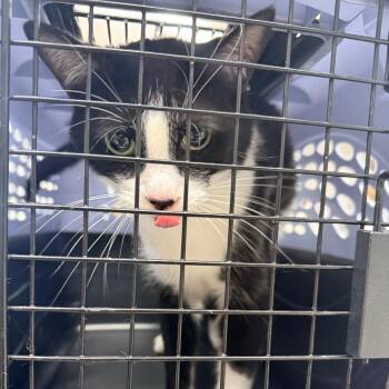 Domestic Short Hair Cats Available for Adoption - Scammer | PetCurious