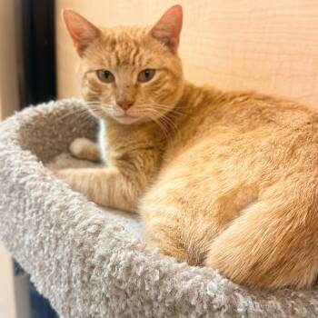 Domestic Short Hair Cats Available for Adoption - Chester | PetCurious