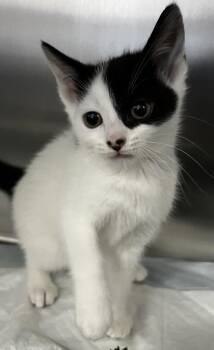 Domestic Short Hair Cats Available for Adoption - Abooksigun (Wild Cat) | PetCurious