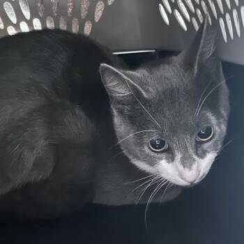 Sims -  Domestic Short Hair Cat for Adoption in Dearborn, Michigan - Sims | PetCurious