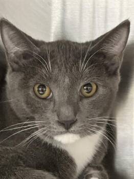 Rescue Domestic Short Hair Cats for Adoption in Fort Lauderdale, Florida - KARTER | PetCurious