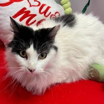 Domestic Medium Hair Cats Available for Adoption - Gip | PetCurious