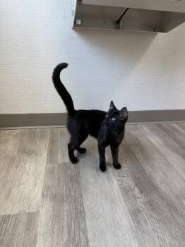 Bonnie -  Domestic Short Hair Cat for Adoption in Hudson, New Hampshire - Bonnie | PetCurious