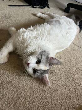 Scarlett -  Maine Coon Cat Available for Adoption in City Of Industry, California - Scarlett | PetCurious