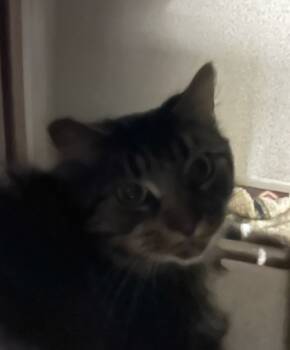 Rescue Domestic Short Hair Cats for Adoption in Quakertown, Pennsylvania - Echo | PetCurious