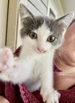 Indy -  Domestic Short Hair Cat for Adoption in Franklin, West Virginia - Indy | PetCurious