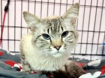 HUNZ -  Domestic Medium Hair and Siamese Cat for Adoption in Ames, Iowa - HUNZ | PetCurious
