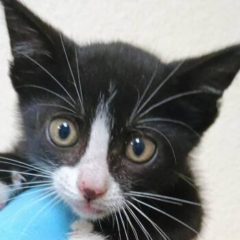 Bugsy -  Domestic Short Hair Cat for Adoption in Palestine, Texas - Bugsy | PetCurious