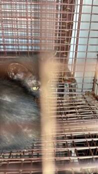 A661114 -  Domestic Short Hair Cat for Adoption in Houston, Texas - A661114 | PetCurious