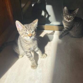 Dollar -  Domestic Short Hair Cat for Adoption in Hopkinton, Massachusetts - Dollar | PetCurious