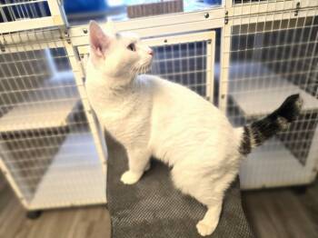 Buddy -  Domestic Short Hair Cat for Adoption in Milford, Connecticut - Buddy | PetCurious