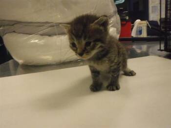 Domestic Short Hair Cats Available for Adoption in Doral, Florida - CICI | PetCurious
