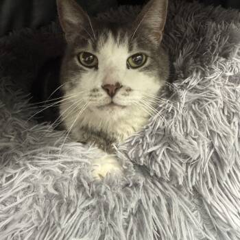 Domestic Short Hair Cats Available for Adoption in Crystal Lake, Illinois - Levi | PetCurious