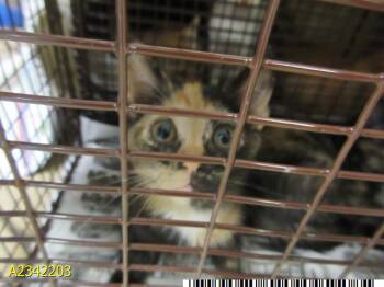 ROXY -  Domestic Short Hair Cat for Adoption in West Palm Beach, Florida - ROXY | PetCurious