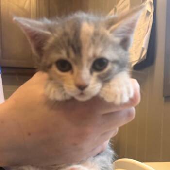 Domestic Short Hair Cats Available for Adoption - Egg Festival | PetCurious