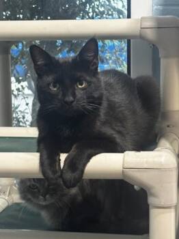 Umbreon -  Domestic Short Hair Cat for Adoption in Georgetown, South Carolina - Umbreon | PetCurious